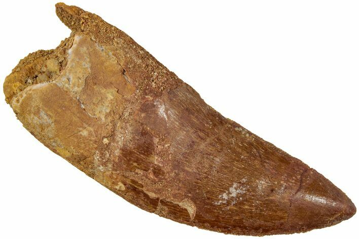 Serrated, Carcharodontosaurus Tooth - Real Dinosaur Tooth #234250